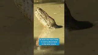 Anaconda - 100 KG with a few meals per year