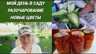 Мой день в саду/Помидоры разочаровали/Новые цветы/Томаты в собственном соку ленивым способом