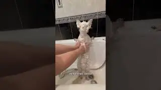 Шампунь для собак с белой шерстью в том числе