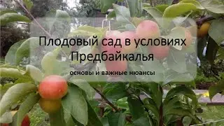 Особенности выращивания плодовых деревьев в условиях Предбайкалья. Ефимов Игорь