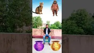 रामजी का जादू घड़ा to dog, cat, monkey & lion - vfx funny animals video 