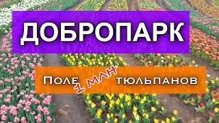 ДОБРОПАРК под Киевом  -  ПОЛЕ МИЛЛИОНА ТЮЛЬПАНОВ. Маленькая Голландия под Киевом