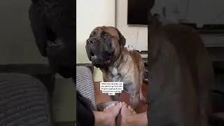 My GIANT dog needs his pup cup right NOW 