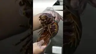 Рискнули бы вы ЭТО попробовать!? Гигантские изоподы.