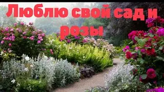 Розы в моём саду,любимая дача