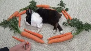 Waking a sleeping rabbit by surrounding him with carrots