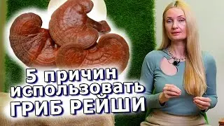 РЕЙШИ - ГРИБ БЕССМЕРТИЯ. ЛЕЧЕБНЫЕ СВОЙСТВА ГРИБОВ. СЕКРЕТЫ ДОЛГОЛЕТИЯ