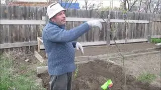 Посадка кустарные ягоды и морковку. И разные рассказы.