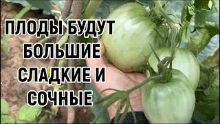 Перцы и томаты  будут большими сочными и сладкими . Подкормите  ваши растения этим элементом .