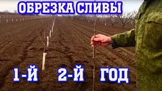 Правильная обрезка сливы / 1-й и 2-й год после посадки / опытный участок / proper prune pruning