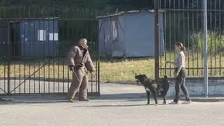 ленивый добрый Алабай