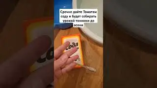 Срочно дайте Томатам соду и будет собирать урожай тоннами до осени 