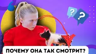 Почему ролики с выставки свиней набирают миллионы просмотров?