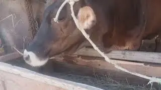 Алатауская корова!Молочная корова!