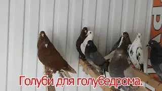 Голуби для голубедрома.