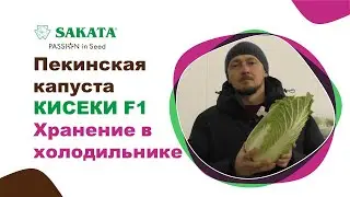 Пекинская капуста КИСЕКИ F1 долго хранится в холодильнике! #пекинскаякапуста #хранениепекинки #агро