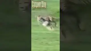 Гепард Охотится на Импалу