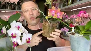 орхидеи в лучшей посадке для ЛЕНИВЫХ  ОРХИДЕИ во МХЕ уход и полив орхидей