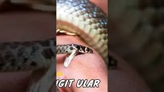ARTI MIMPI DI COKOT uloh