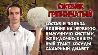 Ежовик гребенчатый 🍄 Полезные свойства гриба, от чего лечит?