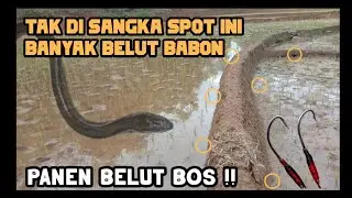 PANEN BELUT BABON DI SORE HARI #ngurekbelut #belut