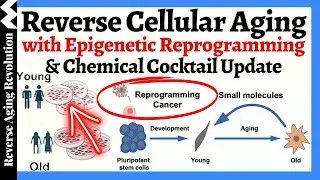 Reverse Aging : Small Molecule Cocktail & Epigenetic Reprogramming | Dr David Sinclair