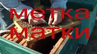 Пчеловодство. Как метить маток маркером и расширение роя в улье на тёплый занос
