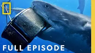 Game of Sharks: Ultimate Face-off (Full Episode) Sharkfest | National Geographic