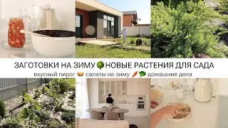 САЛАТ НА ЗИМУ ИЗ КАБАЧКОВ 🌳НОВЫЕ РАСТЕНИЯ ДЛЯ САДА🥧РЫБНЫЙ ПИРОГ🏡ДОМАШНИЕ ДЕЛА