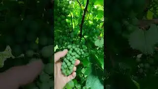 Краситься ягода. Первый в сезоне - Не Туран #shorts