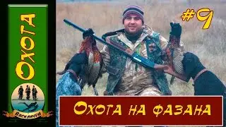 Охота на фазана с дратхаарами .Новый полуавтомат Бекас-Авто ВПО 201 М