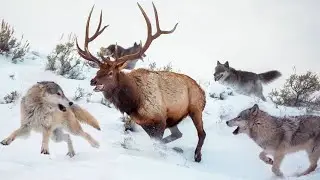 This is how the Deer are saved from the Wolves: when even the PACK is powerless!