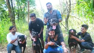 ഭീകരന്മാർ ആയ നായകൾക്കൊപ്പം [ECO OWN MEDIA] Royal Rott Kennel Thrissur (Rottweiler farm)