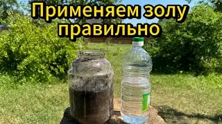 Как правильно приготовить удобрение из золы. ГЛАВНЫЙ СЕКРЕТНЫЙ ИНГРЕДИЕНТ. #подкормка