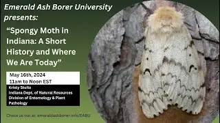 Spongy Moth in Indiana: A short history and where we are today