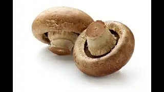Amazing Facts about mushrooms!!!