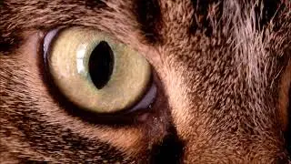 Cat Eye Macro link 🔗 in👇 Description / Vfx scene