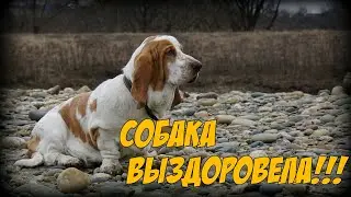 Влог | Собака выздоровела | Первая прогулка | Кубань