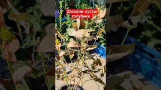 июльская жара