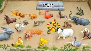 20 Indian Animals Stuck in Mud | Fun Learning with Elephant, Tiger & More | Kidiez World TV