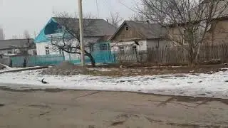 Hawk the Goshawk. Ryskul Shyikymbaev. Kyrgyzstan