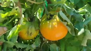 обзор томата,, топ модель,, остаётся в любимчиках 🍅☺