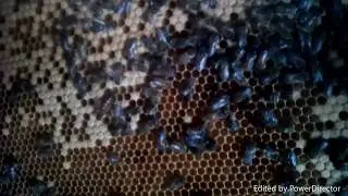 Качаем мёд с горчицы в контрольной пчелосемье