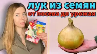 КАЖДЫЙ ГОД ВЫРАЩИВАЮ ЛУК ТОЛЬКО ТАК. Крупный лук из семян за один сезон 