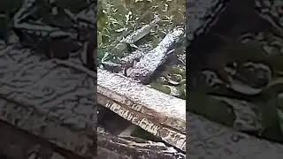 Зверь не виданный.