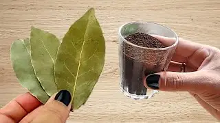É só usar folha de louro no pó de café e pare de gastar no mercado!!
