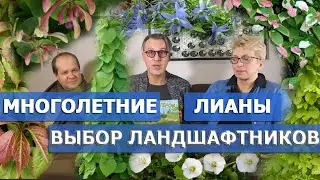 Виноград, древогубец, жимолость каприфоль, актинидия, клематис, лимонник и другие садовые лианы