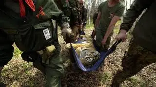 Тигр Павлик и тигрица Елена обрели свободу