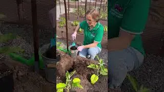 Высаживаем баклажаны | 