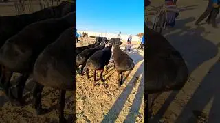 5 млндан кузи кучкорлар!